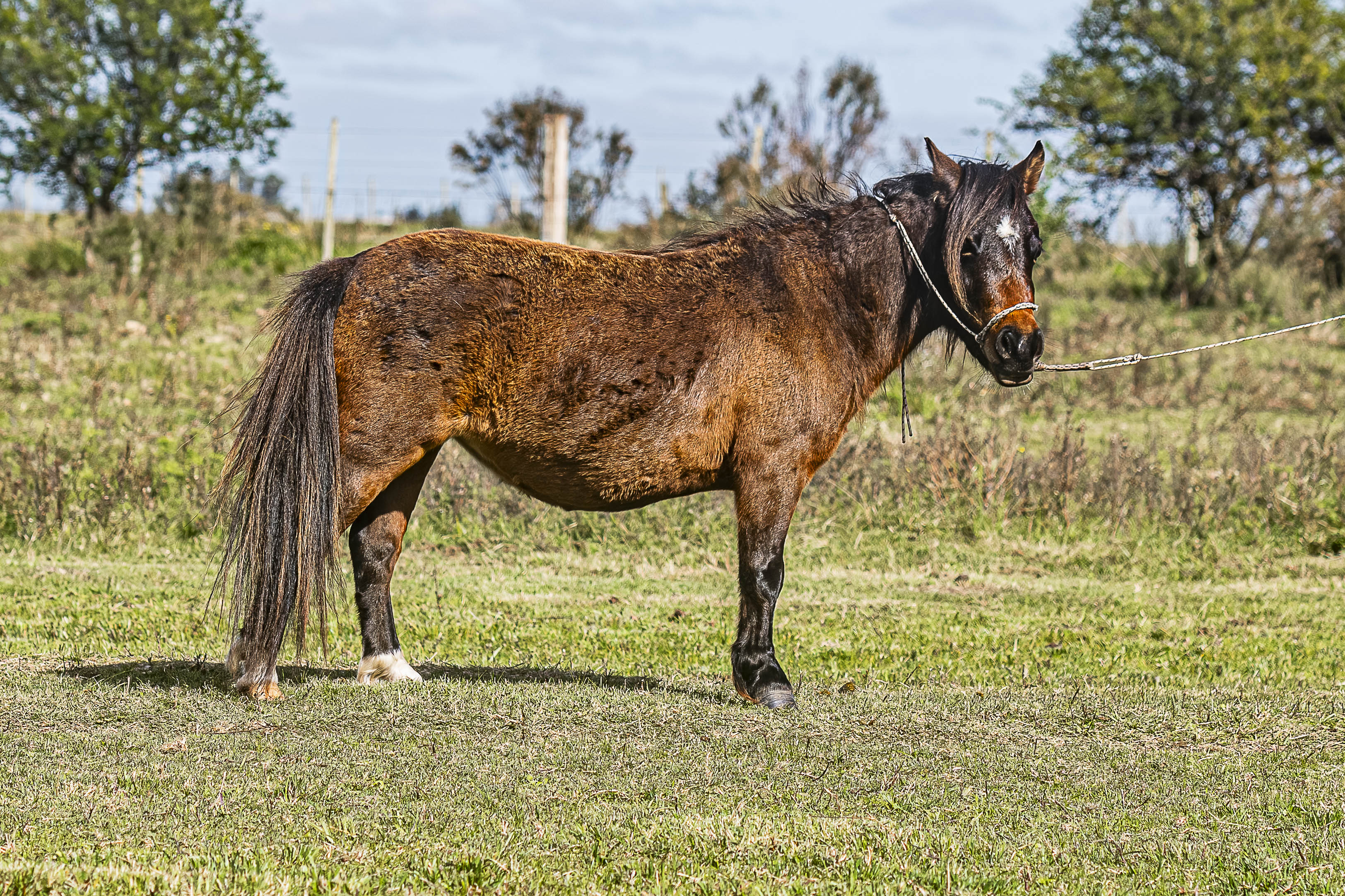Potrillo Gen 2022 SHR Coqueta - Cabaña SHR Poni Shetland Uruguay
